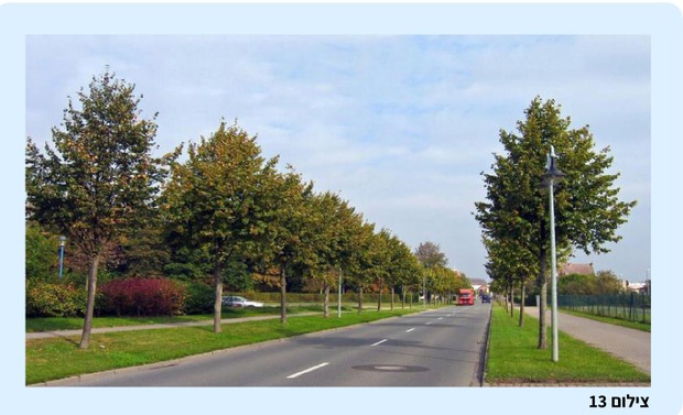 פרספקטיבה קווית