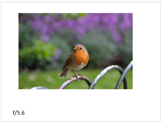 דוגמת צילום 10