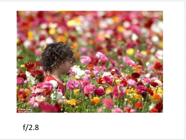 דוגמת צילום 12