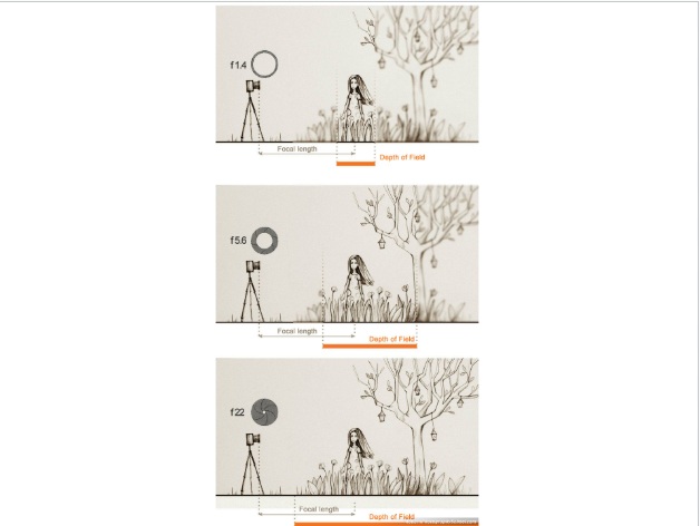 דוגמת צילום 9