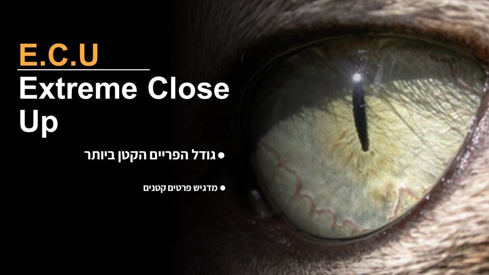 פריים דוגמה 2